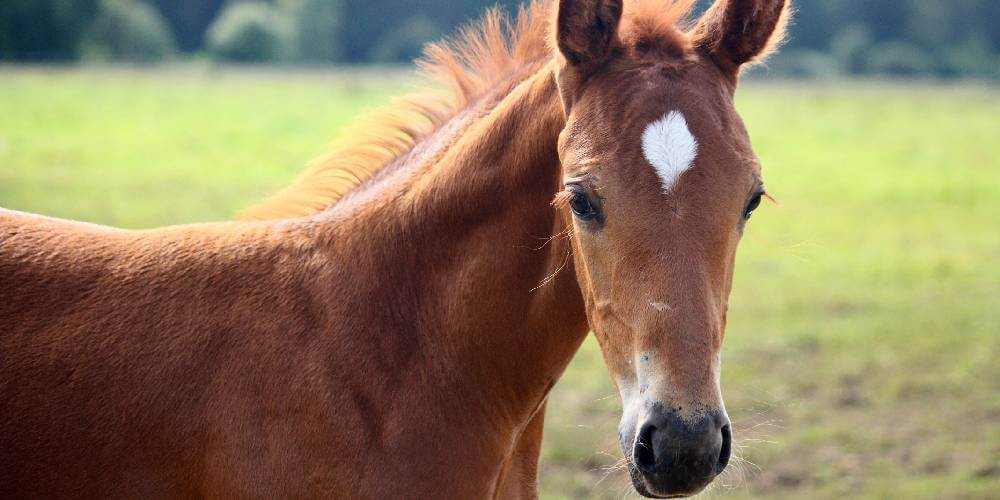 A friendly Palomino horse looking at the camera.