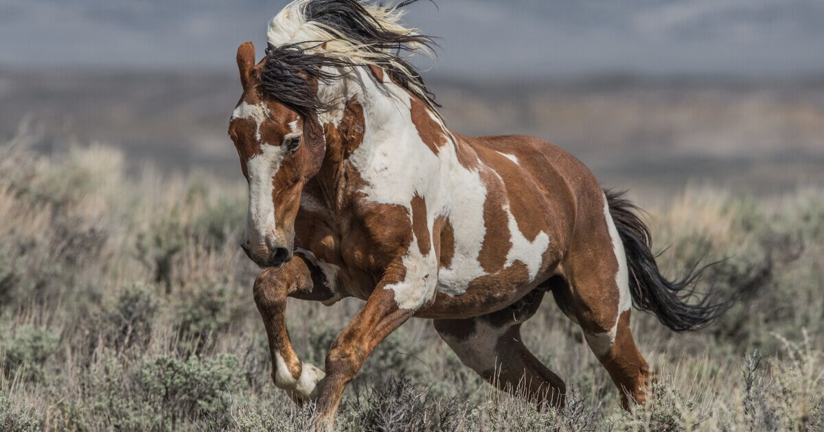 A sturdy, reliable-looking Paint horse.