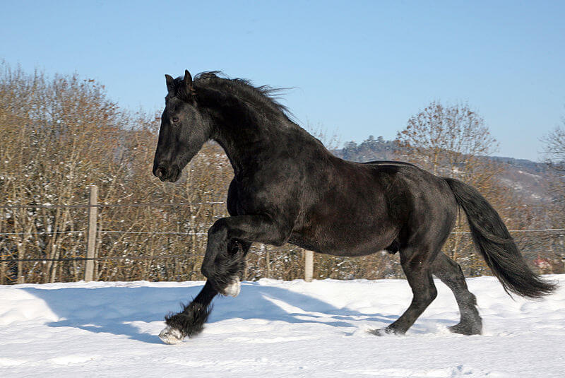 A spirited black Friesian horse with a long mane.