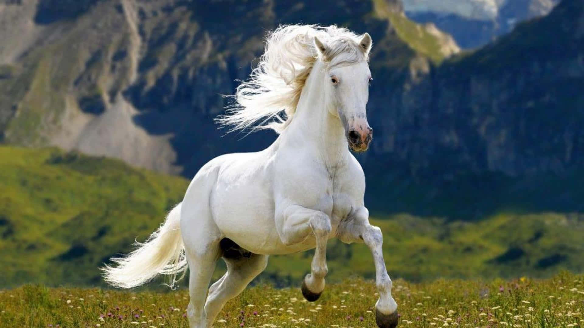 A gentle-looking white horse in a green field.