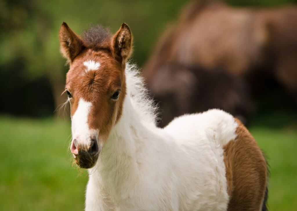 A beautiful brown horse with a white marking on its face.
